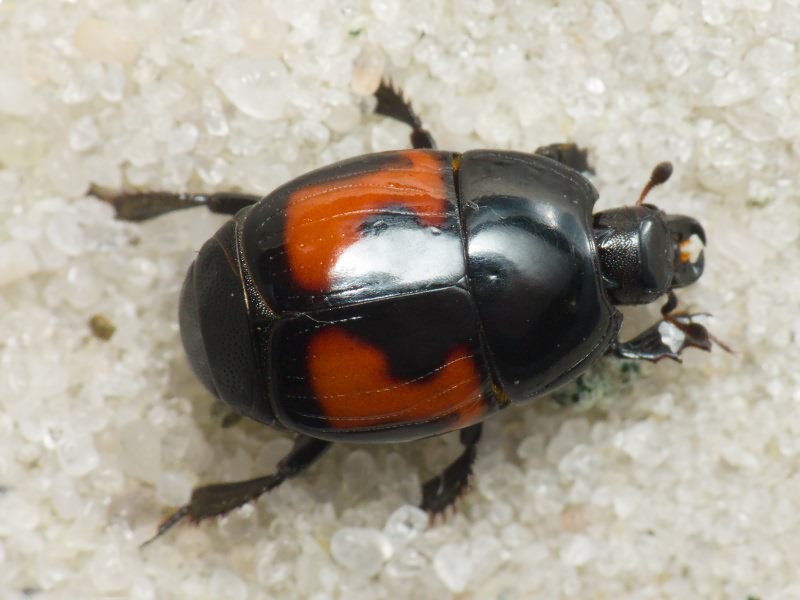 Hister illigeri Duftschmid, 1805